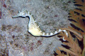 014-Big-bellied-Seahorse