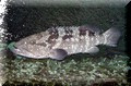 017-Black-Cod-Epinephelus-damelii-tn-retry