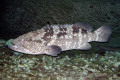 017-Black-Cod-Epinephelus-damelii