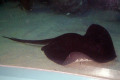 019-Black-Stingray-Dasyatis-thetidis