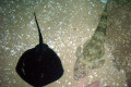 020-Black-Stingray-and-Flathead