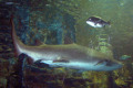 025-Grey-Nurse-Shark-Carcharias-taurus