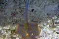 027-Blue-spotted-stingray-Dasyatis-kuhlii