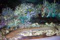 034-Eel-possibly