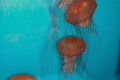 036-Brown-Sea-Nettle