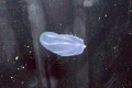 039-Comb-Jelly-Ctenophores-Beroe