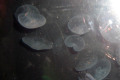 041-Moon-Jellies