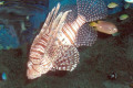 074-Lionfish