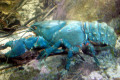 003-Spiny-freshwater-crayfish
