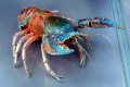 007-Spiny-freshwater-crayfish-specimen
