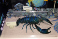 016-Marron-crayfish-specimen