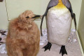 017-King-Penguin-adult-young-specimens