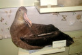 019-Wandering-Albatross-young-specimen