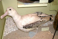 020-Wandering-Albatross-adult-specimen