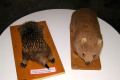 022-Echidna-Wombat-specimens