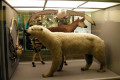 029-Polar-bear-specimen