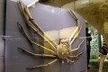 030-Japanese-Spider-Crab-specimen