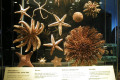 046-Echinoderms-specimens