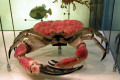 047-King-crab-specimen