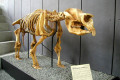 050-Diprotodon-optatum-massive-marsupial