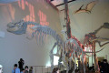 054-Dinosaur-skeletons-display