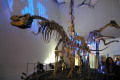 055-Dinosaur-skeletons-display