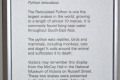 058-Reticulated-Python-info