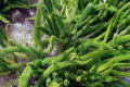 Asparagus-fern-Asparagus-densiflorus-Myersii-1