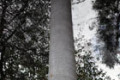 Bangalow-Palm-very-tall-trunk