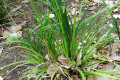 Branching-Grass-Flag-Libertia-paniculata-Iridaceae-1