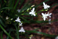 Branching-Grass-Flag-Libertia-paniculata-Iridaceae-2