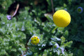 Brass-Buttons-Golden-Buttons-Buttonweed-Cotula-coronopifolia