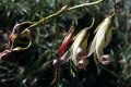 Bromeliad-clump-B-flower-spike