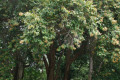 Brown-myrtle-Myrtaceae-1