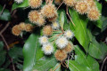 Brown-myrtle-Myrtaceae-2