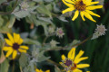 Bush-Sunflower-California-brittlebush-Coast-Sunflower-Encelia-californica-1