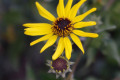 Bush-Sunflower-California-brittlebush-Coast-Sunflower-Encelia-californica-2