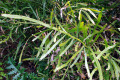 Centipede-Plant-Tapeworm-Plant-Ribbon-Bush-Homalocladium-platycladum-1