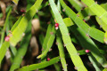 Centipede-Plant-Tapeworm-Plant-Ribbon-Bush-Homalocladium-platycladum-2