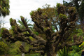 Cockscomb-Coral-tree-Erythrina-crista-galli