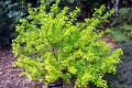 Common-Ninebark-Physocarpus-opulifolius-Darts-Gold-1
