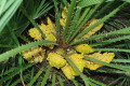 Dwarf-Fan-Palm-Chamaerops-humilis-Liliopsida-2