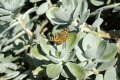 Echeveria-with-Australian-Painted-Lady-butterfly