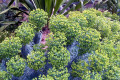 Euphorbia-characias-Wulfennii