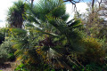 European-Fan-Palm-Mediterranean-Fan-Palm-Chamaerops-humilis-2