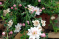 Fairy-Waxflower-Bendigo-Waxflower-Philotheca-verrucosa