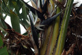 Giant-Bird-of-Paradise-Natal-Strelitzia-Wild-Strelitzia-Strelitzia-nicholii-1