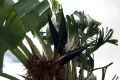 Giant-Bird-of-Paradise-Natal-Strelitzia-Wild-Strelitzia-Strelitzia-nicholii-2