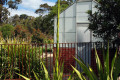 Gymea-lily-Doryanthes-excelsa-1-unopen-flower-spike