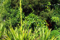 Gymea-lily-Doryanthes-excelsa-2